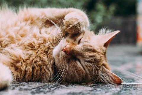 茶色い猫のアップ