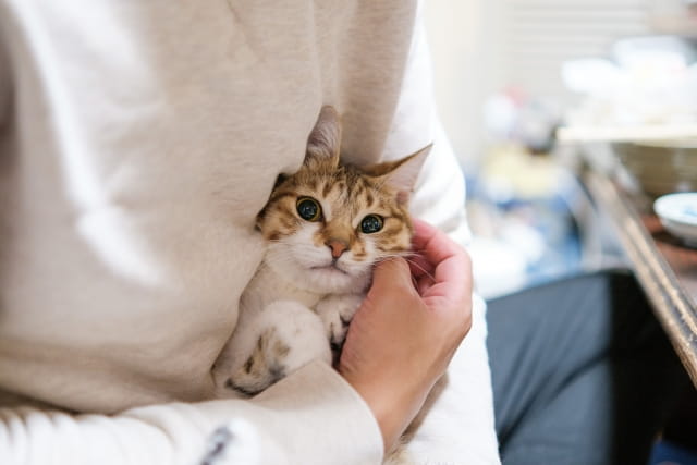 人に抱かれている猫