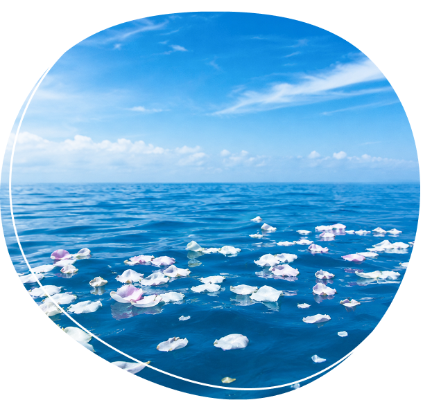 花びらが浮いた海